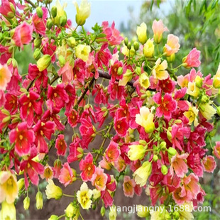 Wengguanhua Saplings, Strong-Scented Potted Plants, Indoor and Outdoor Balcony Courtyard Ornamental Florals and Green Plants, Easy to Grow Perennial Plants