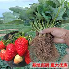 �ļ���ݮ�����ͼt�ݮ������Nֲ��ݮ���Ԯ���Y�����玧������