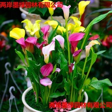 荷兰种球彩色马蹄莲块茎球根花卉植物盆栽地栽品种四季种