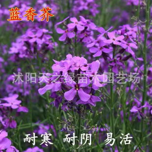 �{��黨�N�ӚW���㻨�洺�ﲥ����ͥԺ���^�G�����ܻ����^���ݻ�