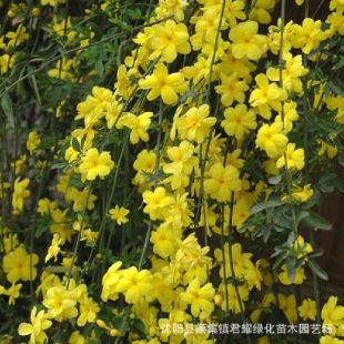 ӭ�������绨��ͥԺ�B�N����ֲ���ļ��_���ͺ�����G�������Sܰ