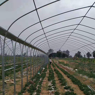 ���Ҵ���S�Ҽӹ��r���߲˷Nֲ���B���^������ ���ܴ��� �²˴���