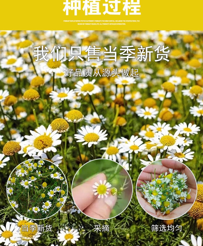 German Chamomile Flower Tea Yang Gan Ju Dried Loose Flowers 500g Bulk Herbal Infusion specifications
