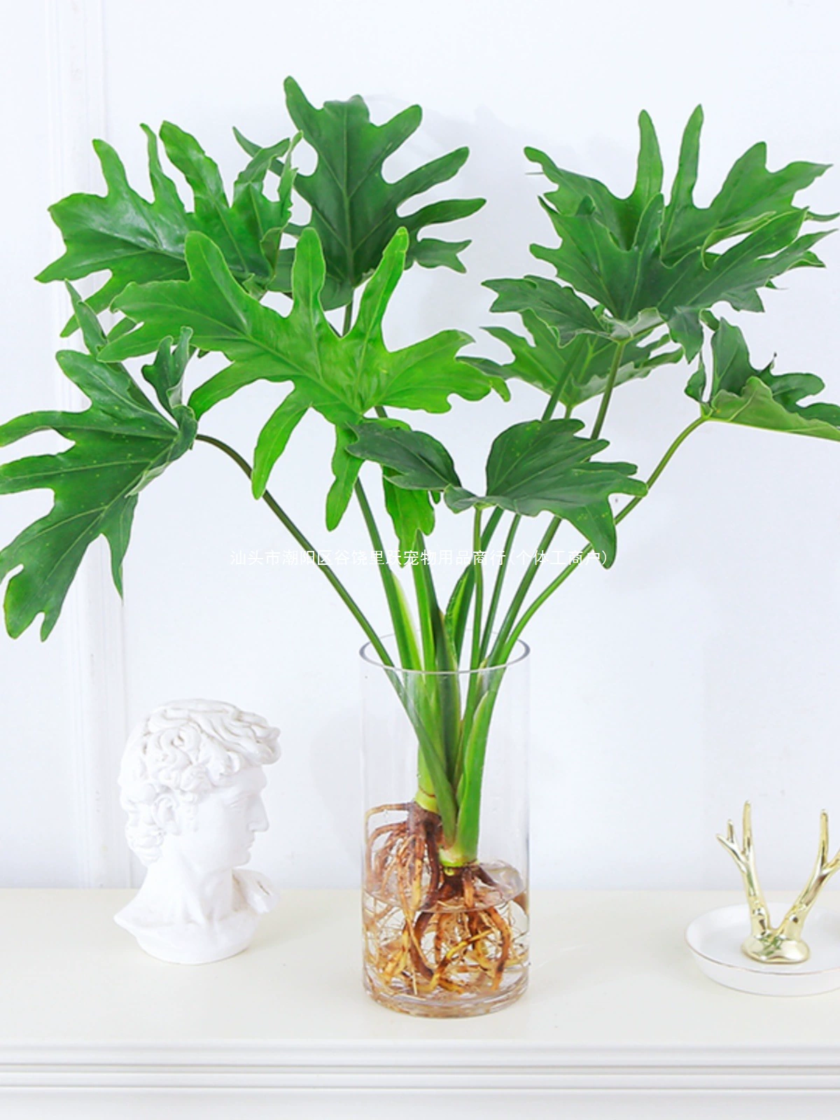 Гидропонные растения, горшечные растения весеннего дождя, комнатная монстера, зеленые растения весеннего дождя, вечнозеленый потос, простые в уходе, офисные питомцы