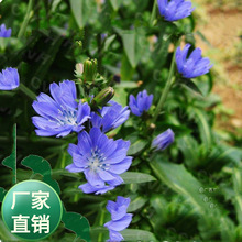 ���l������ ���ݲ��� ���~���ķN�� ������������ļ��Bֳ�����