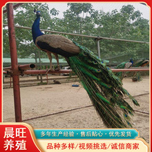 南通蓝孔雀养殖一对一年的孔雀多少钱白孔雀高冷开屏漂亮孔雀标本