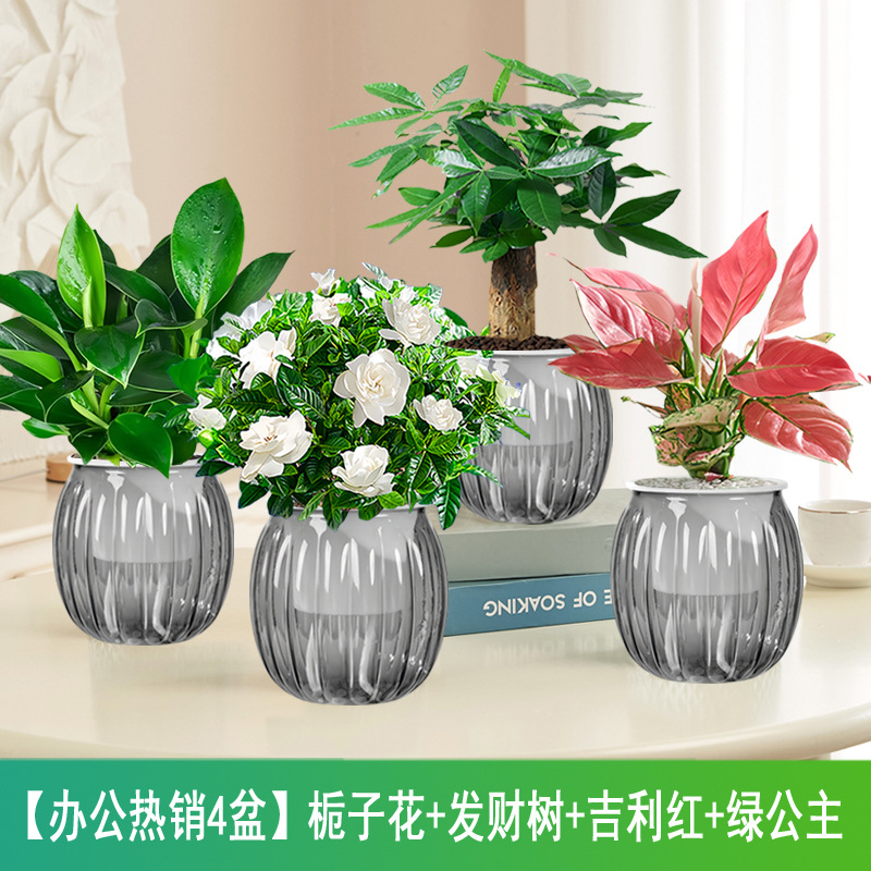 [사무실 베스트셀러 화분 4개] 치자나무 + 돈나무 + 길리 레드 + 그린 프린세스 (회색 호박)