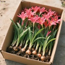 �L���m�N����B�׳ɻ�ֲ��ͥԺ�ذ껨���ͺ��͟��[�m�����Sβ����