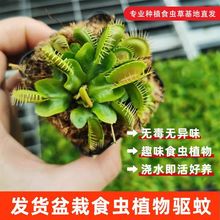 ��ω�ݾGֲ�����x���i�\��ץ�xֲ��ʳ�˻�ʳ�⻨�������҃����