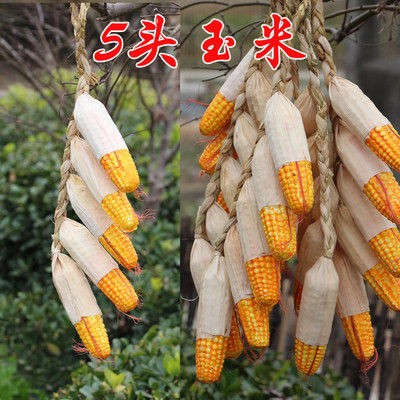 ③ⓠ❀➤✘ㄌ゠小玉米5头一串◄