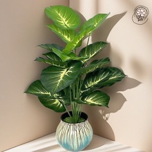 ���R�d���N�������Gֲ�G�}�~ �[���Ҿ������bٻ��Gֲ�辰