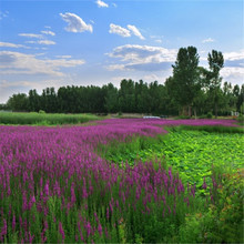 紫色千屈菜种子水枝柳对叶莲 景观花卉种子四季易种耐寒耐湿