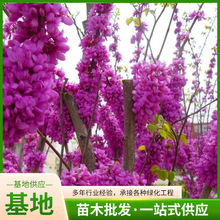 ���G�������骚�U�������Ѳ���ͥԺ�е��G��ֲ����ľ��ľ��ľ��Ʒ