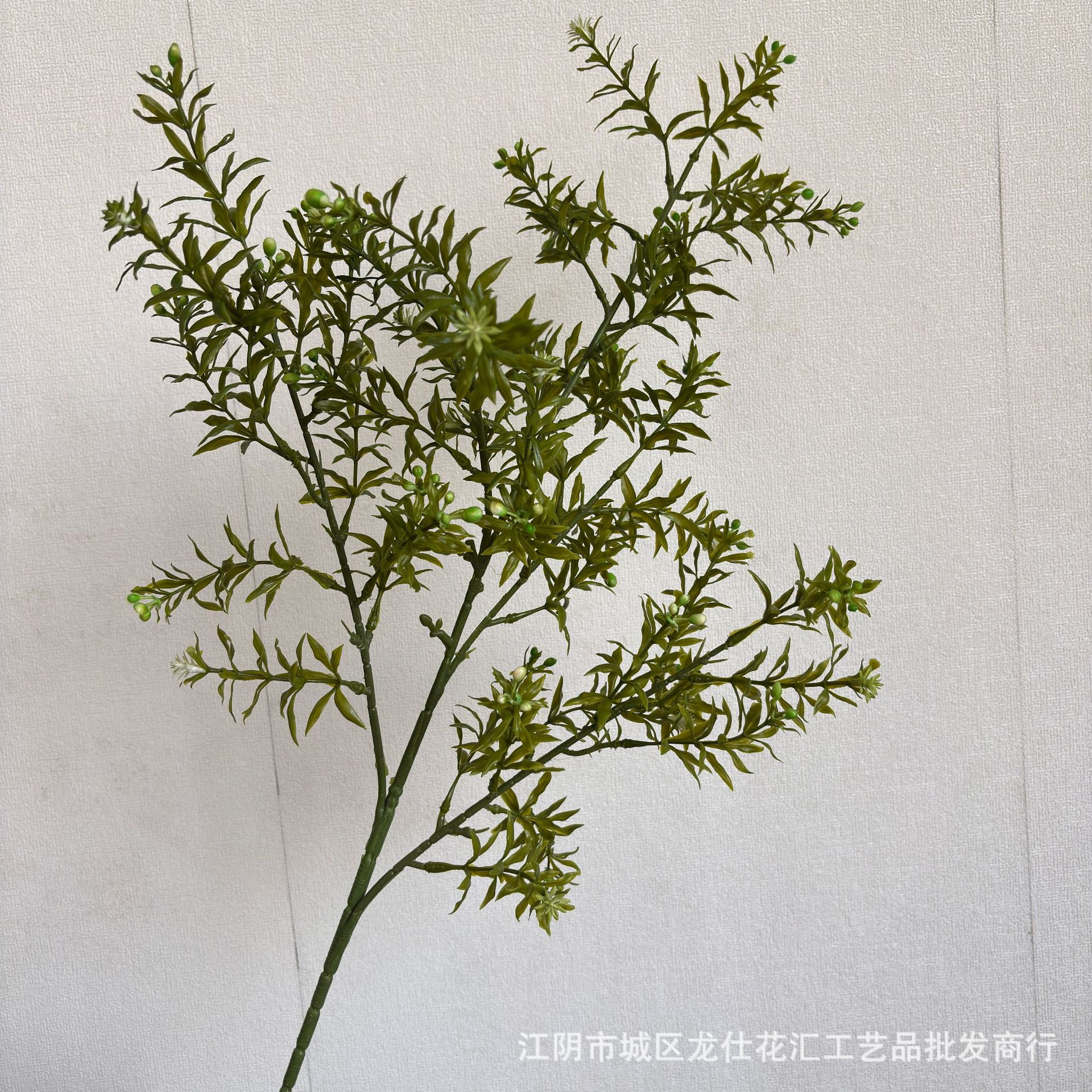 Murraya paniculata verde