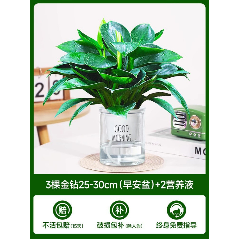 골든 다이아몬드 3개(굿모닝 냄비) + 영양액 2개