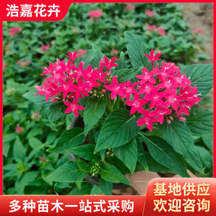 Starry Flowers with Buds, Small Seedlings, Potted Plants, Rental Florals, Park Community Holiday Greening Base, Five-Star Florals