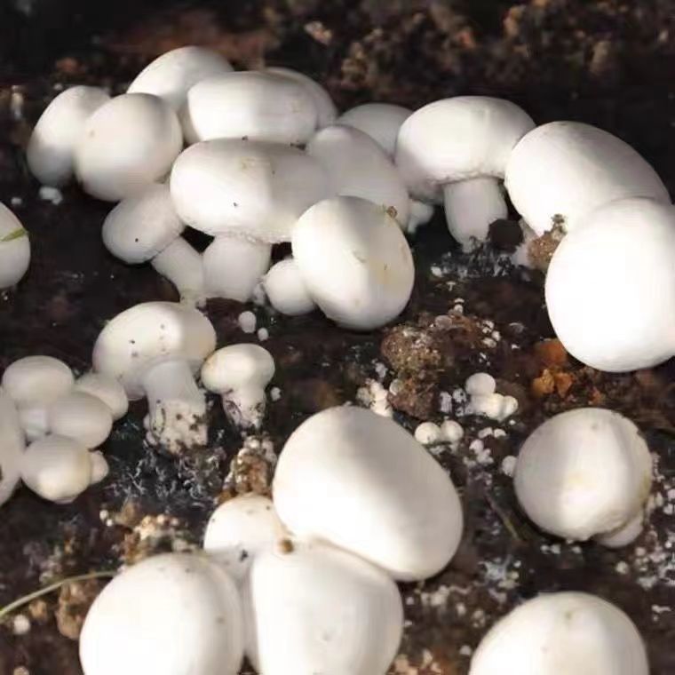 白蘑菇菌种白姬菇室内盆栽阳台菌菇种植四季家种口蘑新鲜