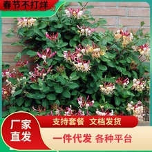 һ�����l�ͺ����y�����������x�����҃ȝ��㻨���̨ͥԺ�ļ�����