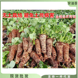 四季草莓苗秧盆栽食用 带土穴盘新苗无土栽培奶油阳台种植