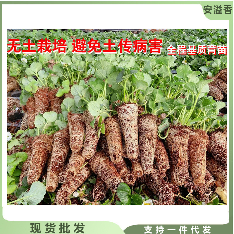 Four-Season Strawberry Seedlings Potted Edible with Soil Hole Tray New Seedlings Soilless Cultivation Cream Balcony Planting Four-Season Strawberry Seedlings Potted Edible with Soil Hole Tray New Seedlings Soilless Cultivation Cream Balcony Planting