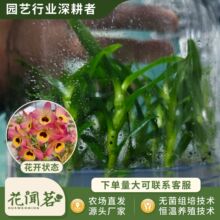 ��ʯ�� 3091 �|��΢Цƿ���׳ɻ�M��С�� �҃������Ի�������r