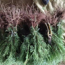 ɰؘ؂Ȱ؈Aرļ๫Ĺ·@־G^׻