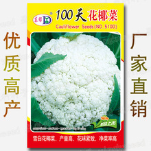 100天花椰菜种子 雪白花菜籽 产量高 紧花菜 白花菜 蔬菜种子批发