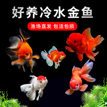 金鱼活鱼苗观赏小金鱼冷水淡水好养耐活鱼缸宠物草金鱼景观鱼鲤鱼