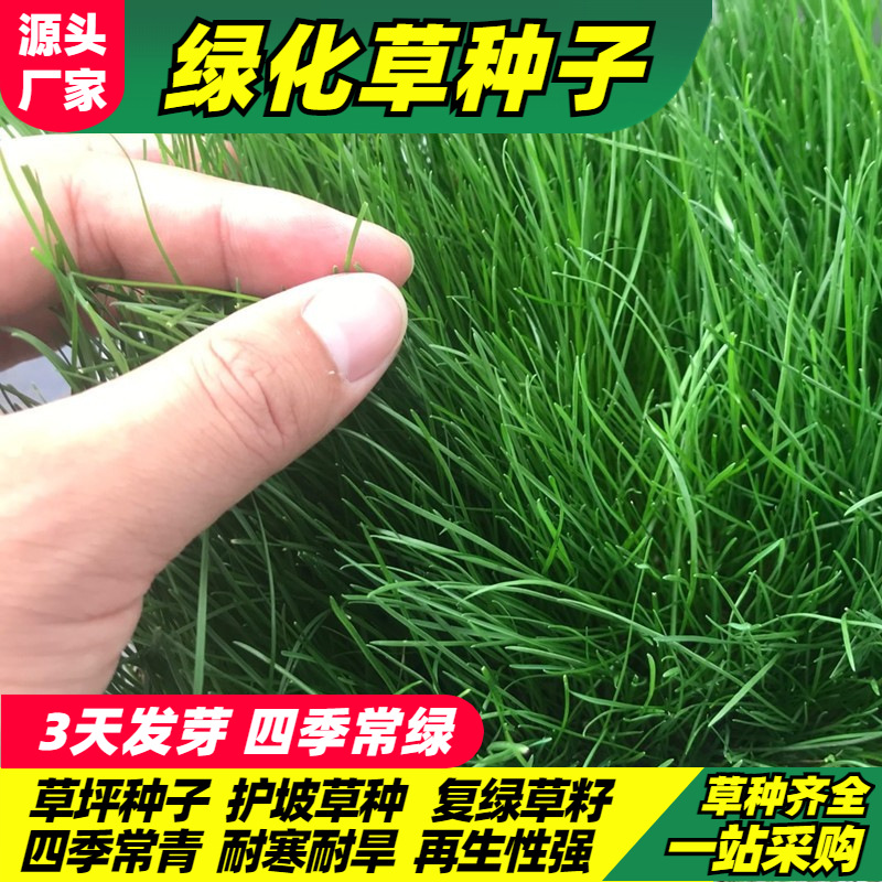 批发高羊茅草种子护坡草籽早熟禾四季青草坪种子黑麦草狗牙根草种