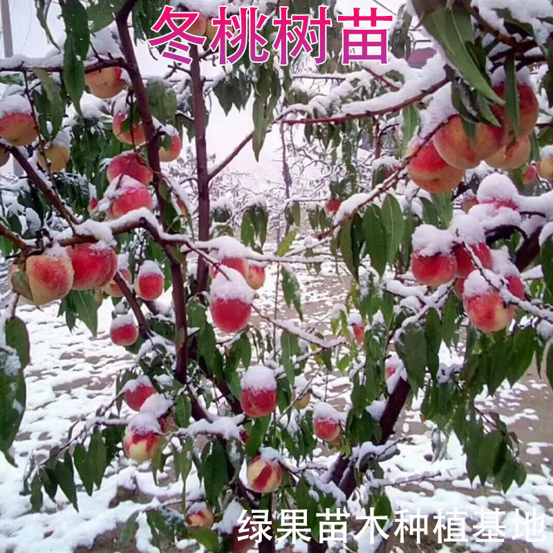 冬桃树苗 嫁接桃苗树 雪桃苗 晚熟大果 冬桃苗 雪桃树苗 果园种植