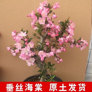 ���z���������r�������_���������F�҃�ͥԺ�̨�Gֲ�ͺ��ͺ����B