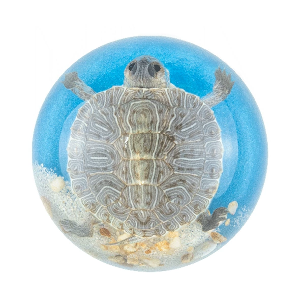 6.4cm semicircle sea view Brazilian turtle