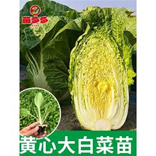 �����S�Ĵ�ײ������������z�ݴ�ײ������߲˴���������Ͱײ���