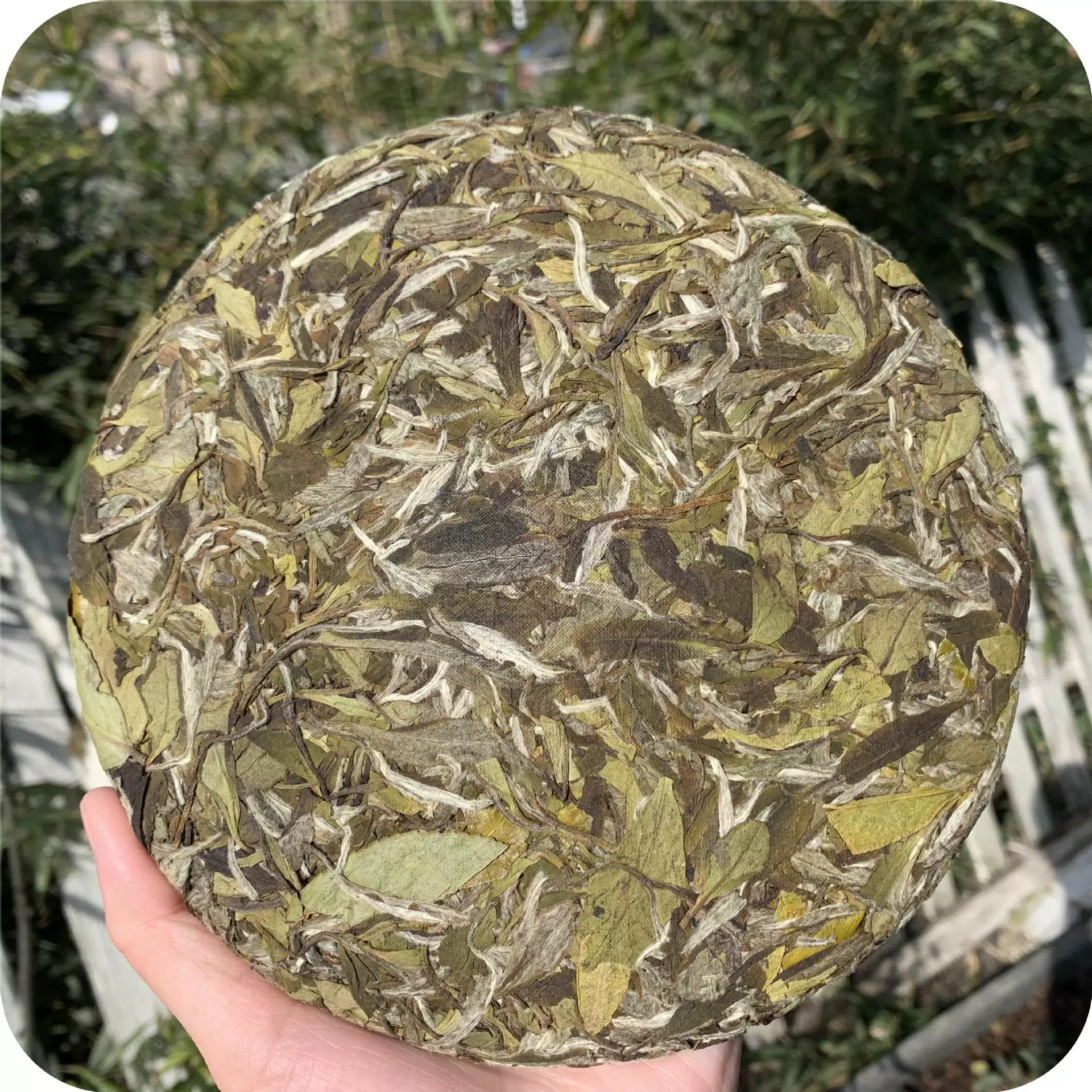 福鼎高山白茶2023花香白牡丹300克茶饼茶叶批发厂家直销