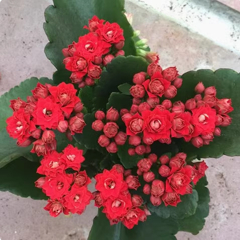 Semillas de flores de larga vida, plantas en maceta en el balcón interior y exterior, flores fáciles de vivir, semillas de flores silvestres en todas las estaciones