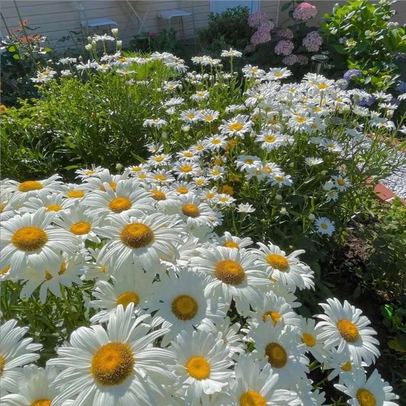 Crisantemo crisantemo semilla de flor de crisantemo pequeña semilla de flor de margarita semilla de planta en maceta de floración de cuatro estaciones semilla de flor de interior y exterior