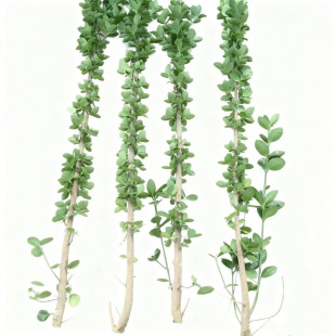 �S��G���粻���~ɫ�K��ľ�h�ʠ��ļ����� �������S��ͥԺ���͘�