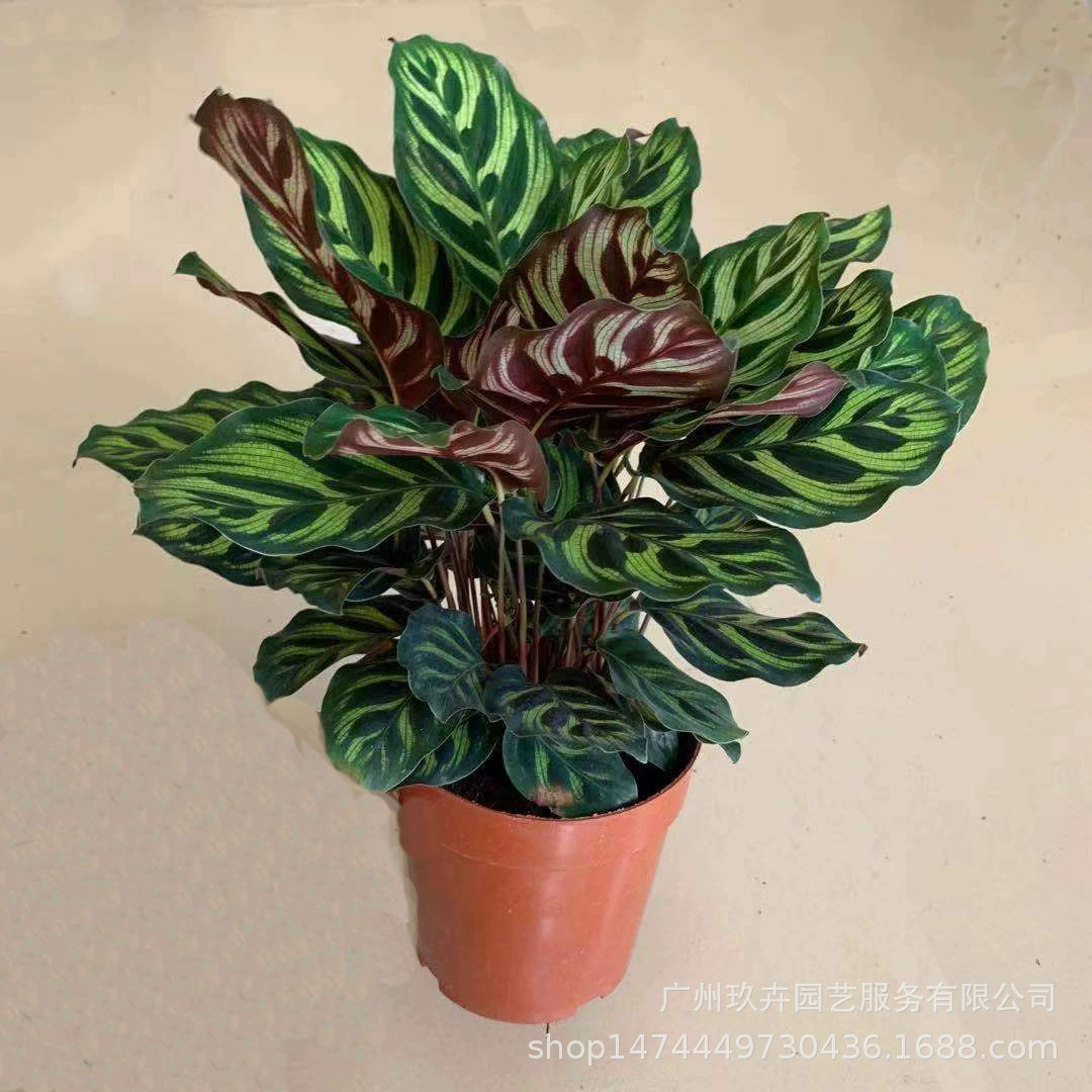 Павлин лист маранты Горшечное растение зеленое растение гостиная балкон офис Рабочий стол маленькое Горшечное растение