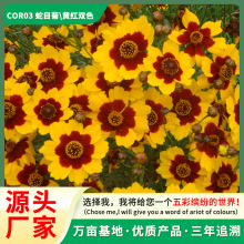 批发蛇目菊金鸡菊花卉种子花量大花期长阳台盆栽快速发芽热销爆款