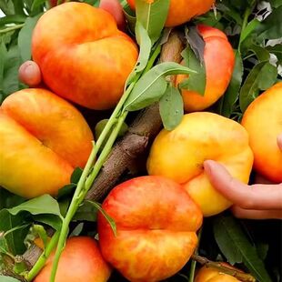 �޽��Ҙ��������ش���Ʒ�N����Ҙ����ϱ����Nֲ���Ե��Ԯ���Y��