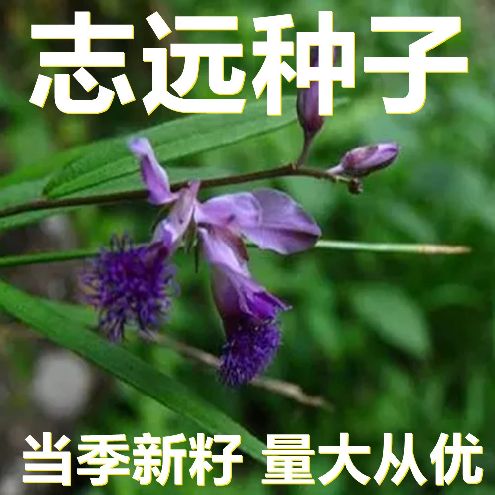 Семена Зиюань 500г, фасованные, оптом, прямые поставки с места происхождения, сезонные новые семена, семена садовых растений