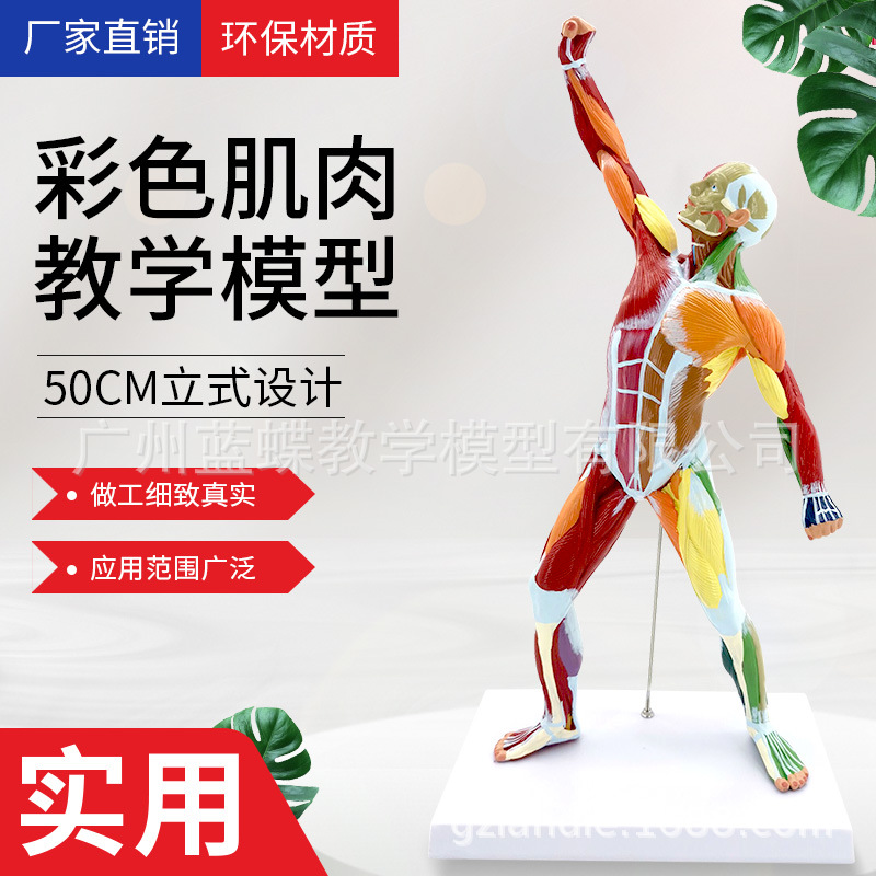 50CM�����˽��� ��������ģ��ҽѧ��ɫ����ȫ������ģ�� �˶��ṹ