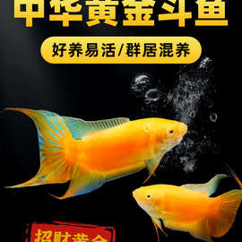 黄金斗鱼活鱼免打氧淡水鱼苗观赏鱼耐活好养懒人中国斗鱼冷水鱼