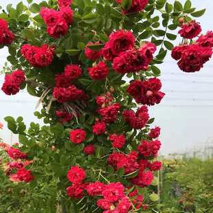 Redwood Fragrant Flower Seedlings Climbing Vine Plant Courtyard Balcony Rose Flower Potted Vine Rose Rose Yellow Woody Flower Seedlings