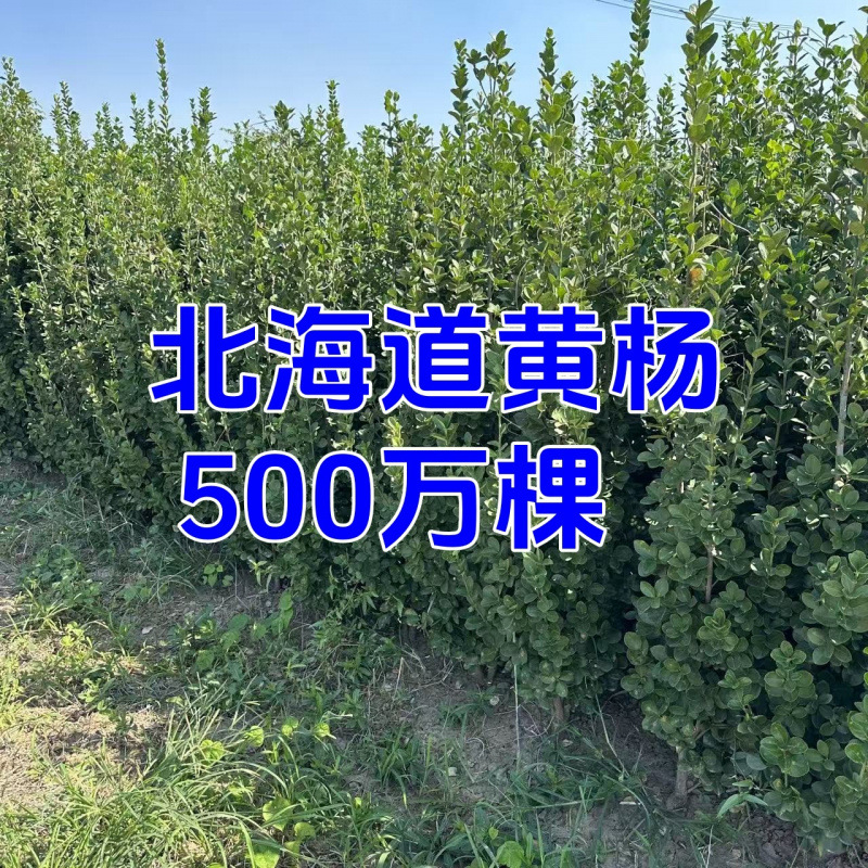 丛生北海道黄杨冬青四季常青耐寒绿篱笆围墙植物黄杨庭院青珊瑚树