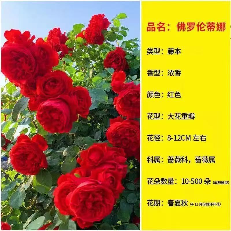 강한 향기의 큰 꽃 [이중 레드] 티나 [사계절 꽃이 핀다]