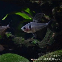 黑幻影扯旗鱼活体黑大勾黑勾旗群游草缸淡水鱼热带观赏鱼渔场批发