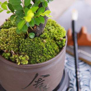 Small-Leaf Red Sandalwood Bonsai Saplings Red Sandalwood Tree Stumps Indoor Balcony Potted Florals and Green Plants Cold-Resistant Four-Season Evergreen Plants