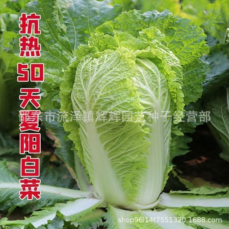 夏阳大白菜种子夏播抗热50天结球白菜种子春夏秋季耐热蔬菜种子