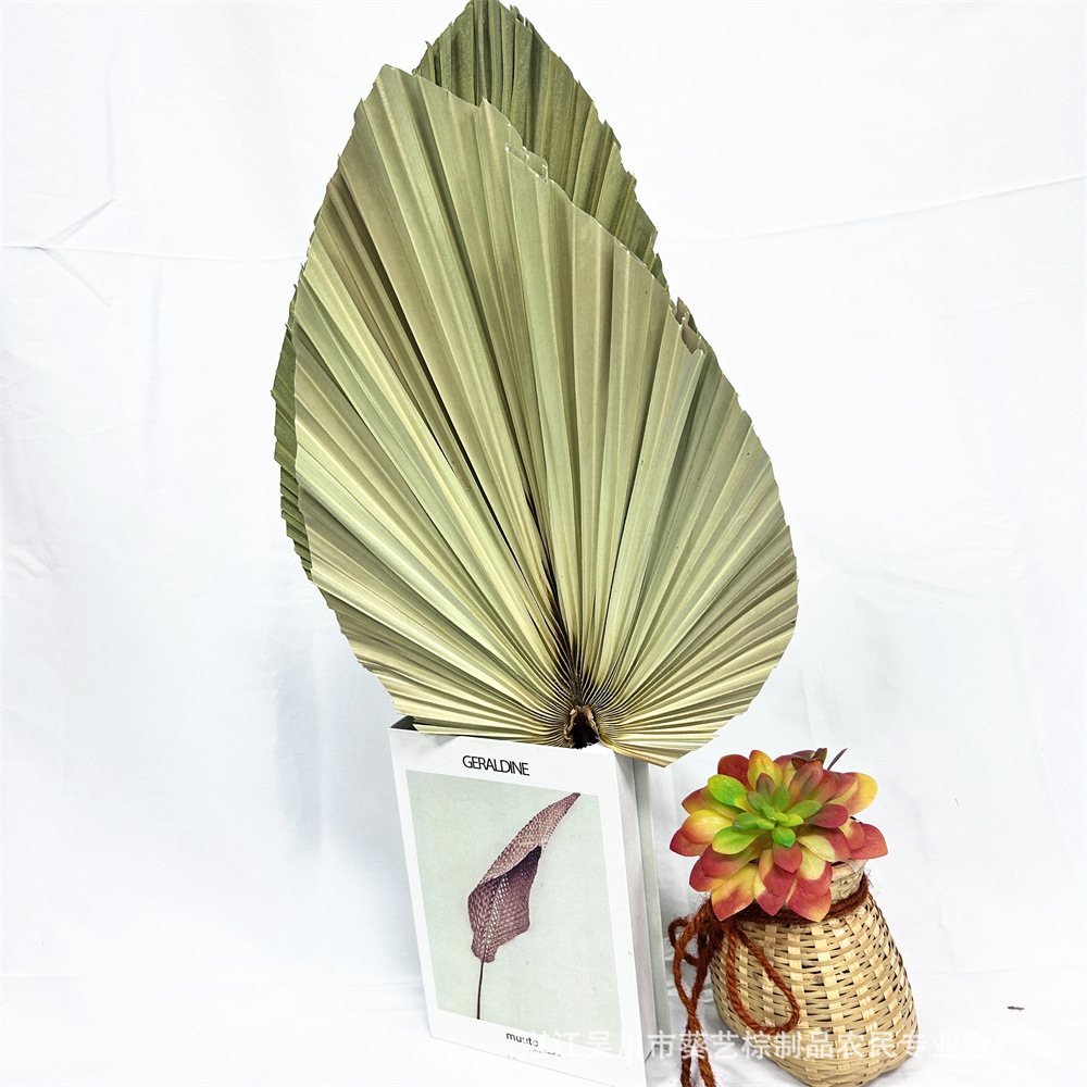 Fuente de la fábrica flor seca hoja de cola hoja de palma color primario planta girasol hoja ventilador decoración suave decoración de la boda centro comercial adornos